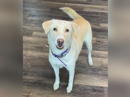 Nala: Gentle Spirit Searching for a Second Chance