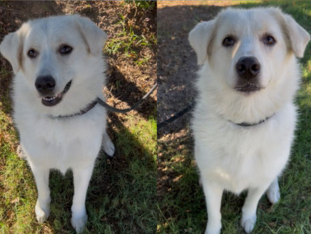 Monica: A Dog Still Believing in Love