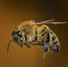 Texas Ranks 18th in New National Bee Conservation Report