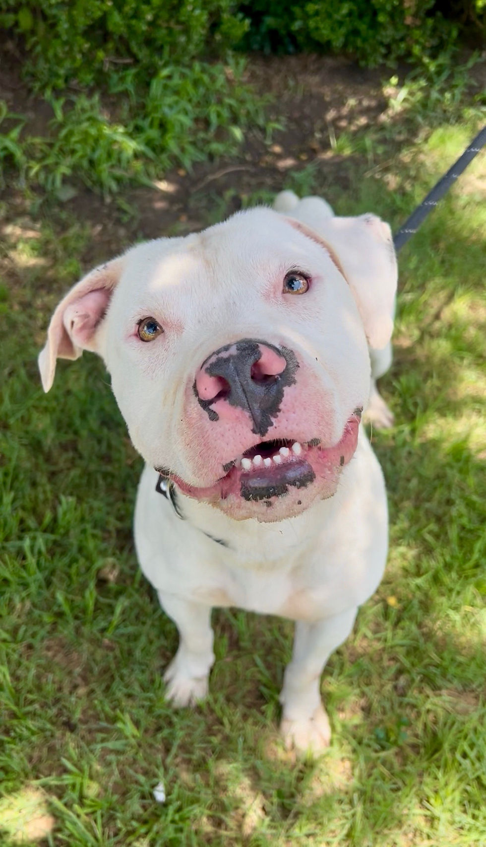 Rocky: A Water-Fridlendly Survivor Seeking His Forever Home