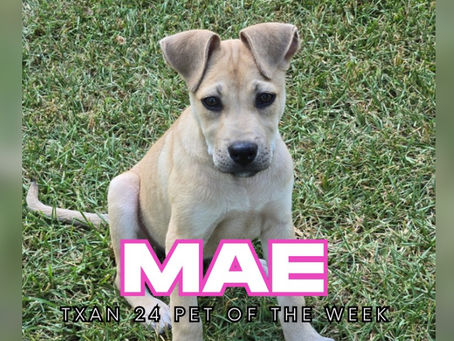 Mae: The Bed Cuddler Extraordinaire — Ready for Her Forever Home
