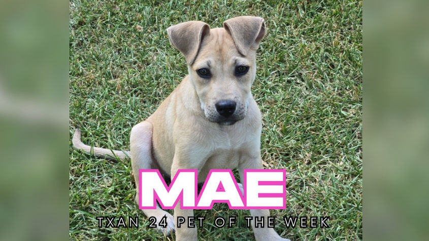 Mae: The Bed Cuddler Extraordinaire — Ready for Her Forever Home