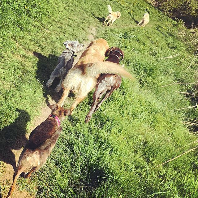 Me pals #dogs #dogwalker #dashingdevadogschester #tailsofthecity #chester #cute #happydogs