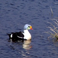 King Eider North Slope Alaska