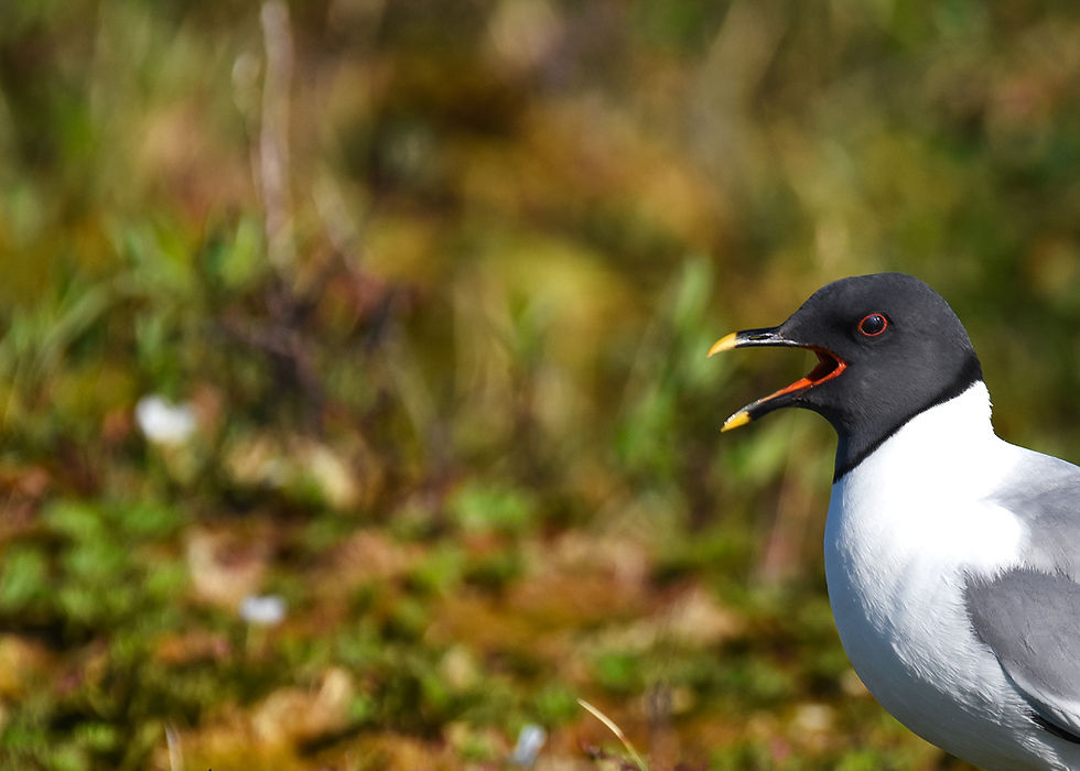 nesting Sabine's Gull