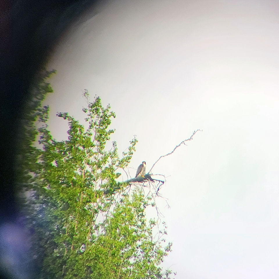 ABR Fortymile River Raptor Surveys