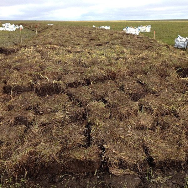 Tundra Sod