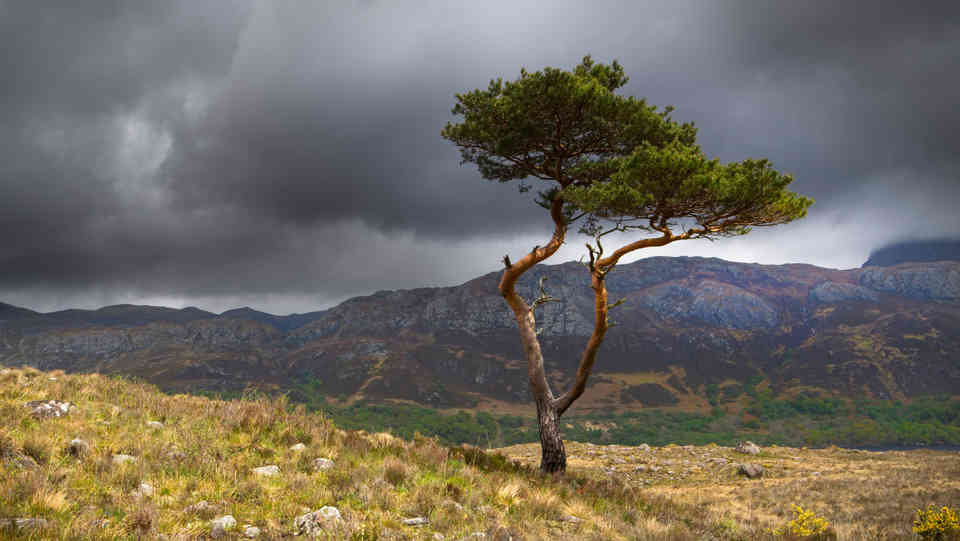 The Lone Pine at Loch Maree, Scotland