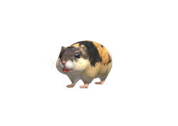 Norway Lemming - By Nyi Nyi Tun