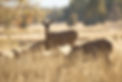 deer herd andrew-coop-tWGTplGvhbU-unsplash.jpg