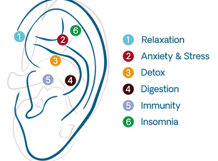 Village-Remedies_ears-seeds-diagram.png