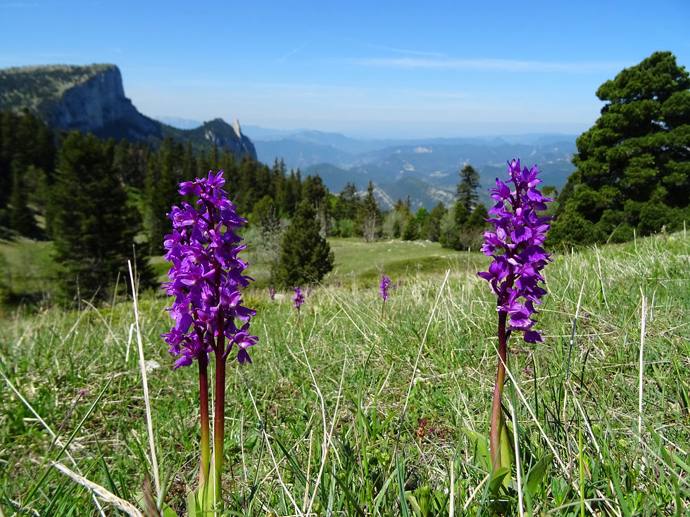 Toute la vitalité comme ces Orchidées Sauvages du Vercors