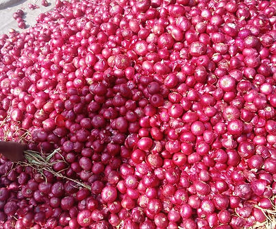 New-Onion.jpeg