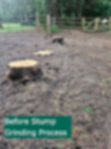 Tree stumps on dirt ground before grinding, with a wooden fence and green trees in the background. Text reads "Before Stump Grinding Process."