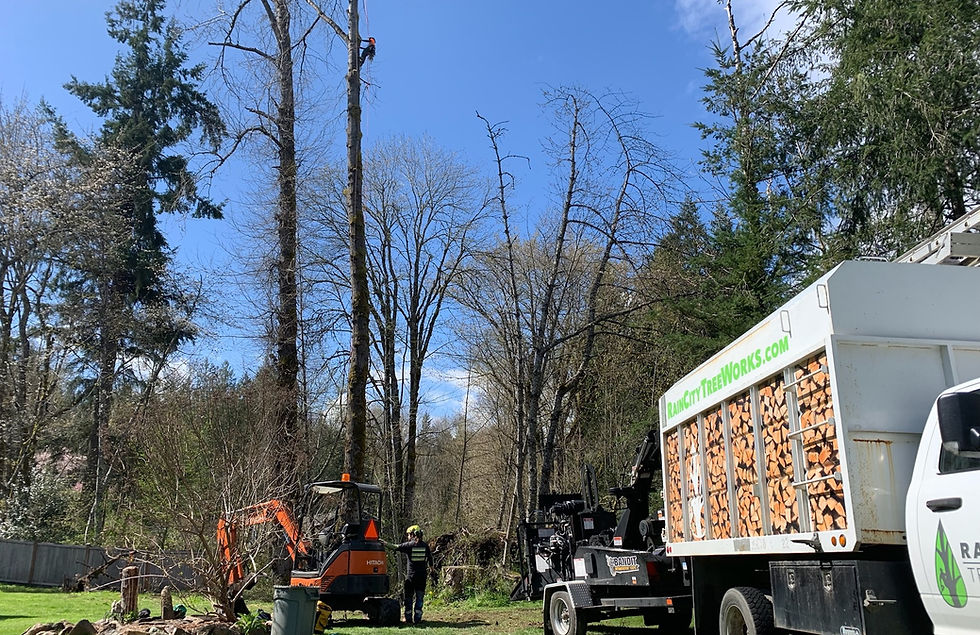 Rain City Tree Works Crew On Site