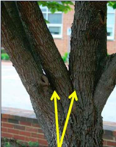 Diagram comparing U-shaped strong tree unions versus V-shaped weak tree unions