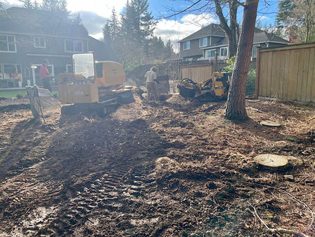 Understanding Stump Grinding: What to Expect 