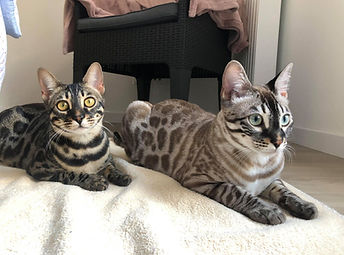 54194750_518851025308846_507899090704741