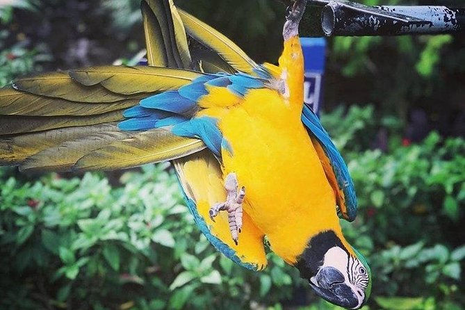 Rocklands Bird Sanctuary Tour in Montego Bay