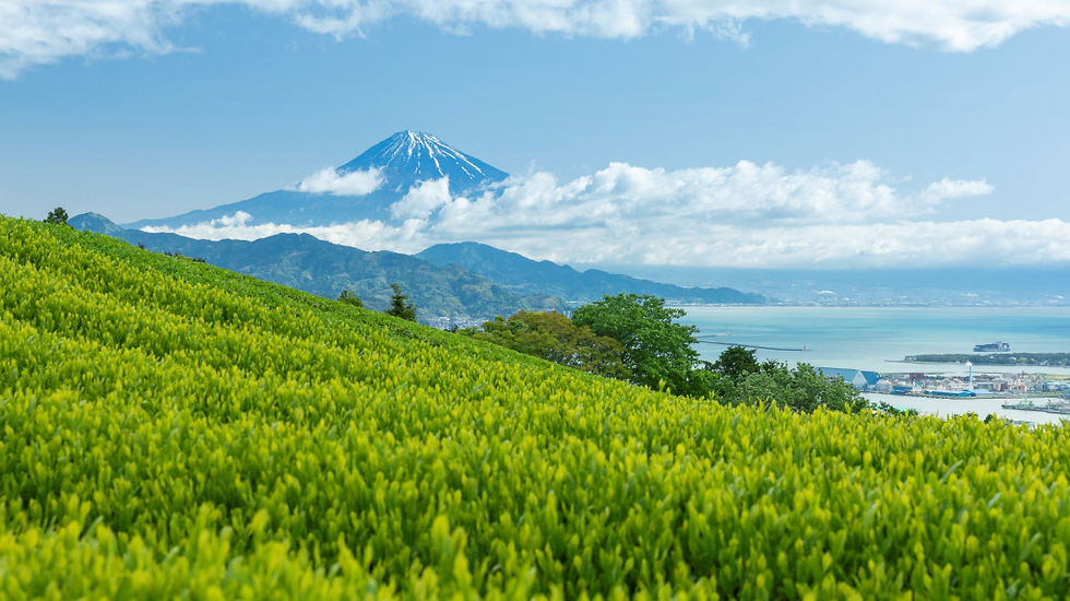 Mt Fuji from Suruga