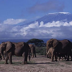 Amboseli elephants.jpg