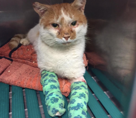 Que faire au retour d’un chat fugueur ?