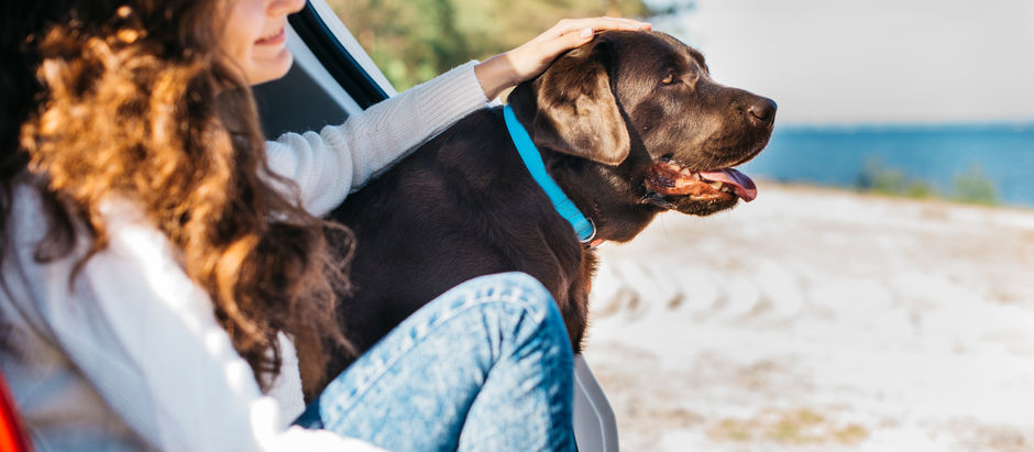 Nos vacances avec nos animaux 2/2
