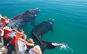 Whale-watching-in-Valdes-Peninsula.jpg