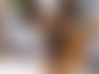 Positive Psychology for Pets