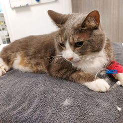Cat with IV in 