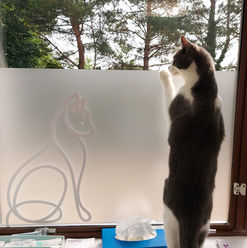 Cat peaking out window