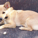 החיבור בין אוטיזם ובודהיזם בטיפול הפסיכולוגי - בעזרתו של כלב