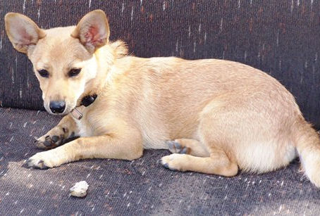 החיבור בין אוטיזם ובודהיזם בטיפול הפסיכולוגי - בעזרתו של כלב