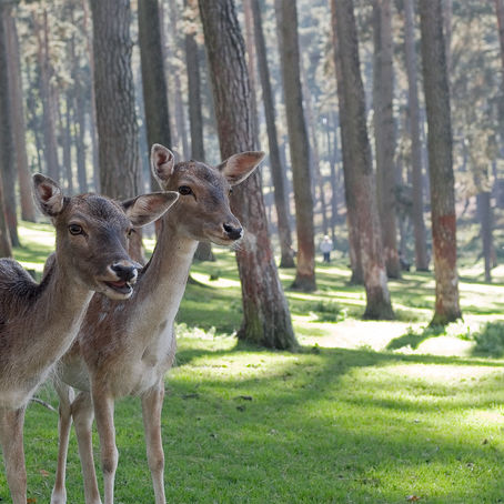קטע השראה: מתוך 'כך שמעתי'\יעקב רז