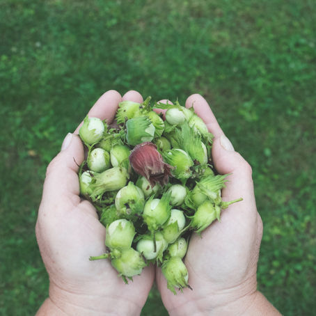 תודעת ה"לקט" במרחב הטיפולי