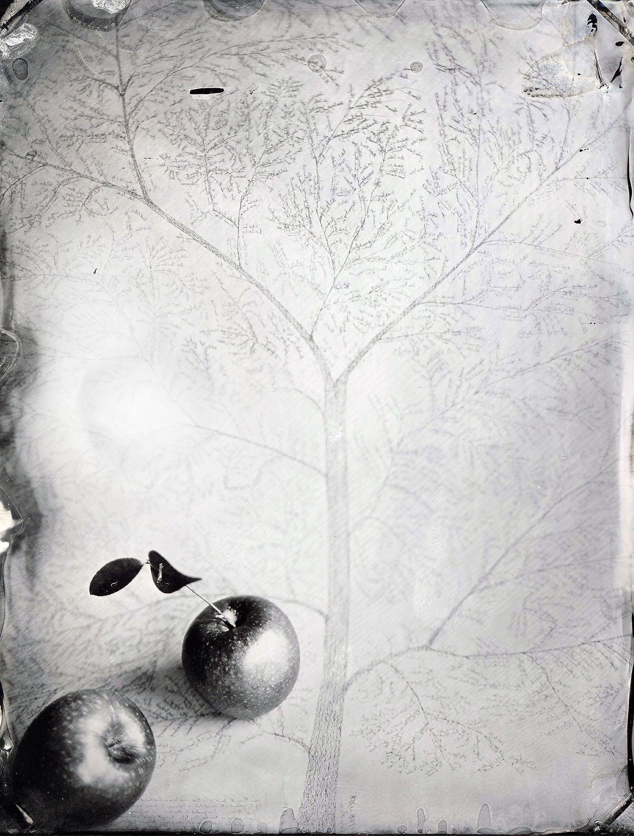 Family Tree
