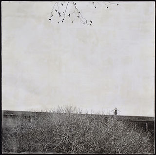 from the series, Rooted