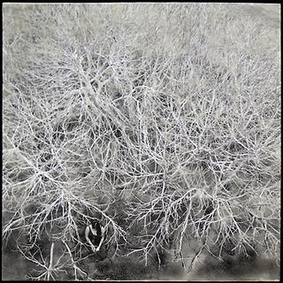 from the series, Rooted