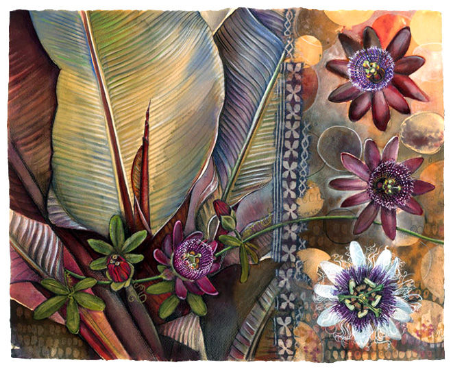 Passiflora