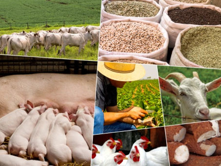 Dinâmicas recentes do rural brasileiro e desafios para políticas públicas