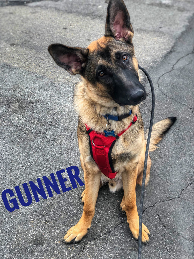 Gunner German Shepherd El Segundo, CA In Training