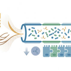 (NEWS) Wholegrain rye & CRP: 12-week RCT shows 17% less inflammation