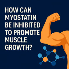 Inhibit myostatin – this is how you specifically promote muscle growth