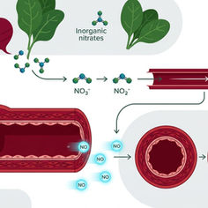 (NEWS) Nitrate-rich vegetables & endothelial function: Meta-analysis shows improvement in vascular health
