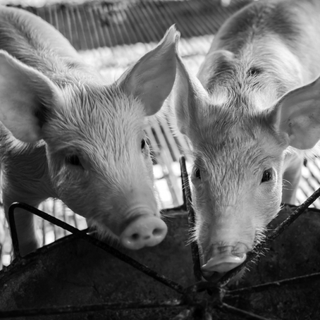 Our Recent Planning Objections