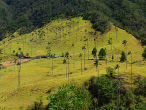 Credits marcelot87. Cocora Valley, Colombia.