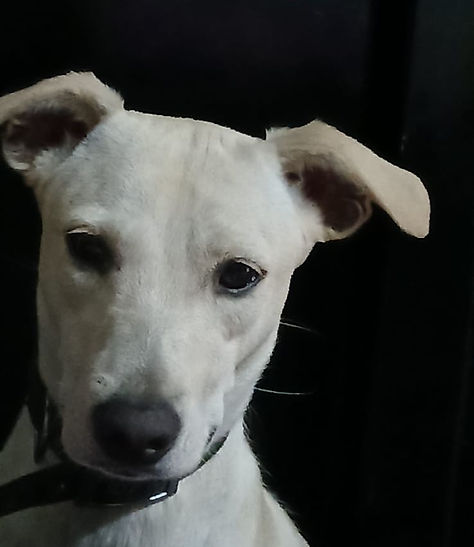 Perro