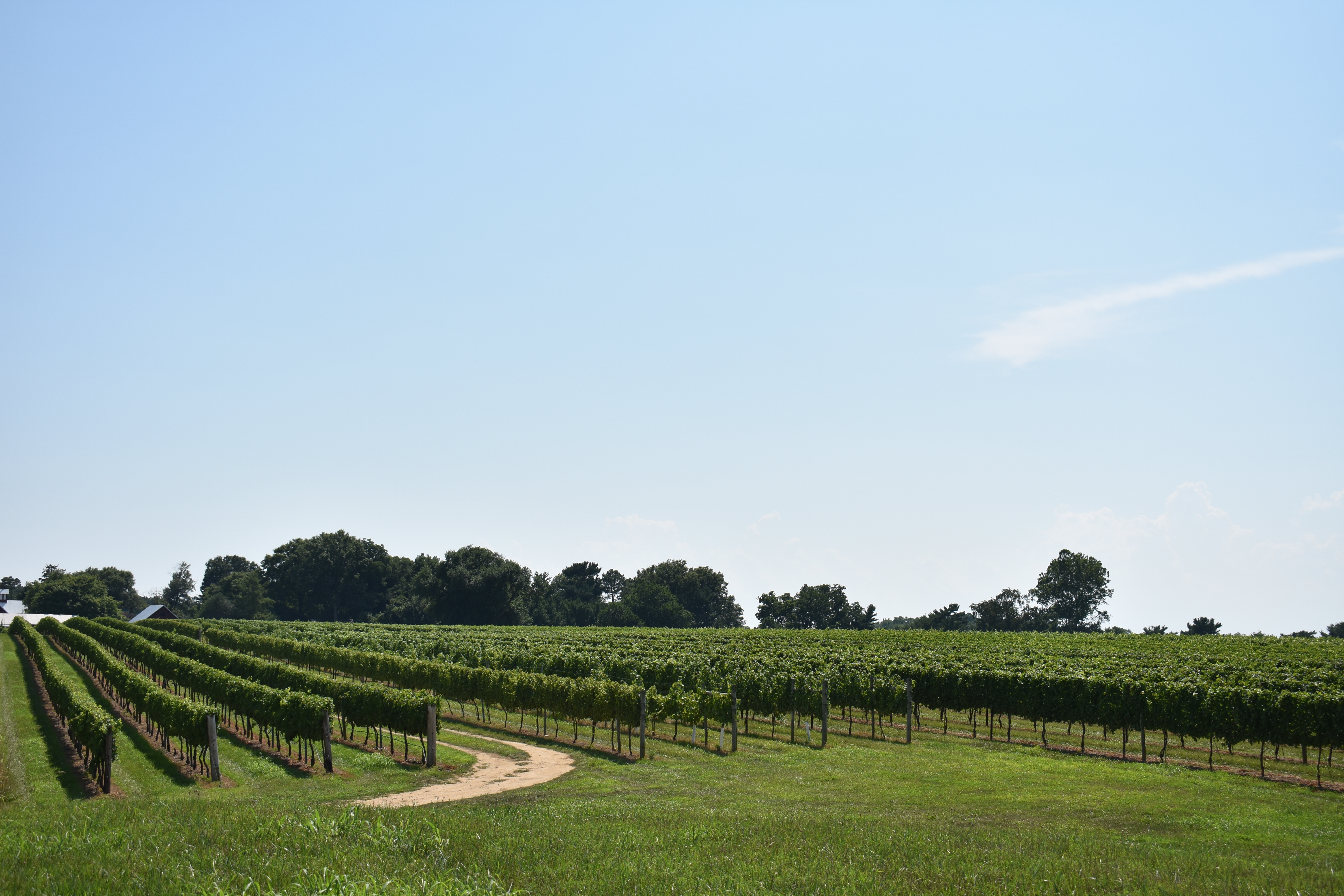 Locally Sourced Maryland Wines