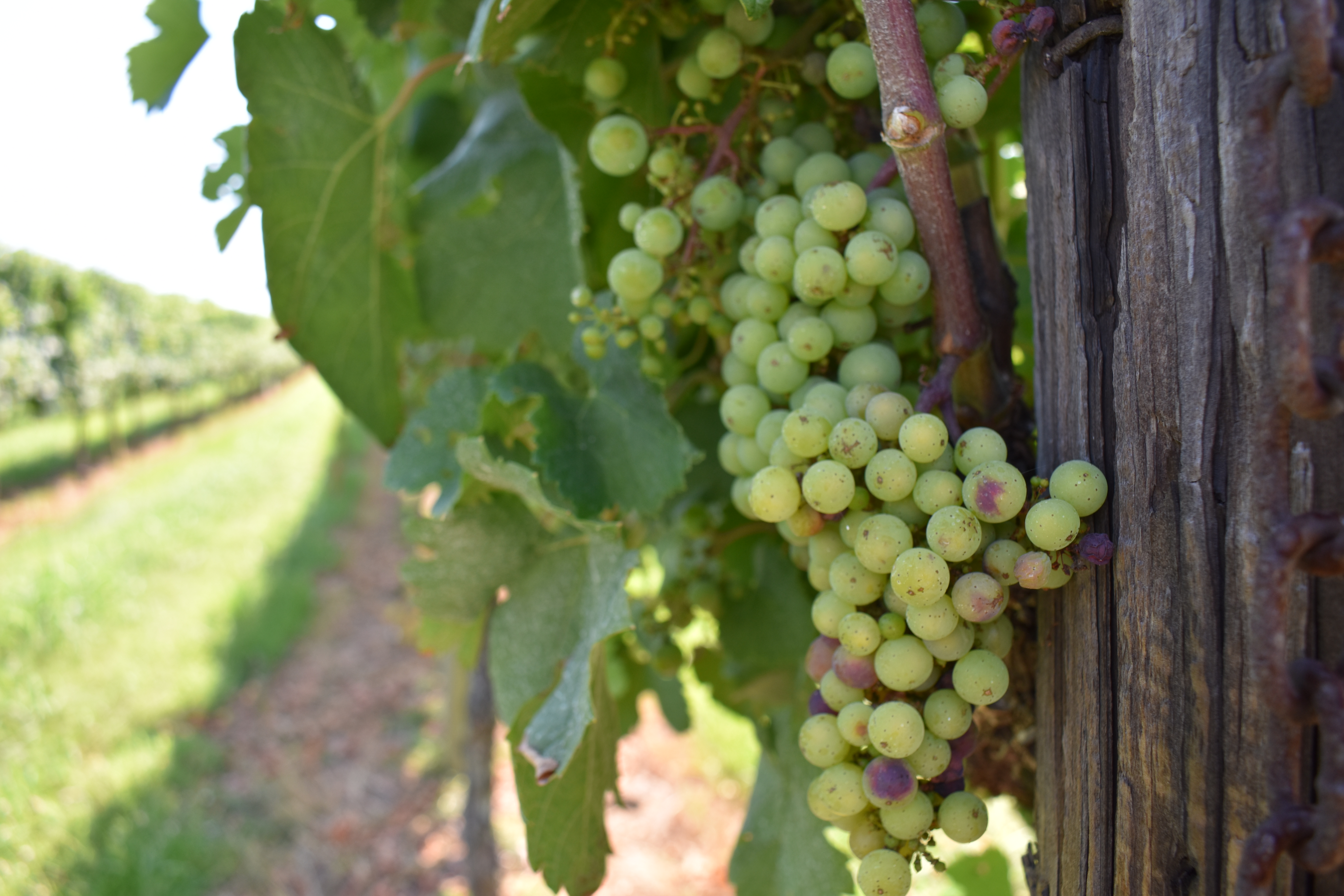 Great Shoals Maryland Wine Grapes