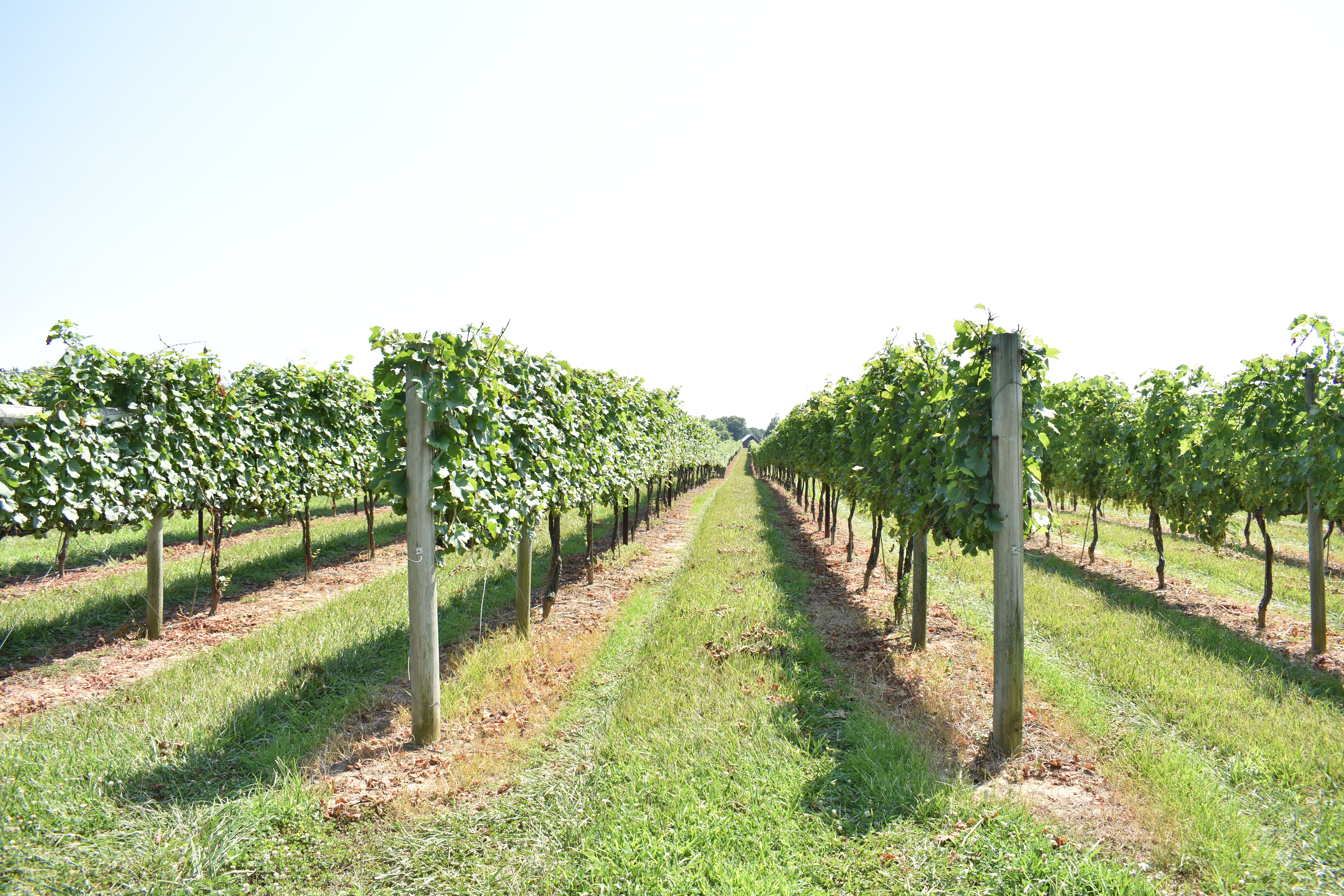 Maryland Vineyard Great Shoals